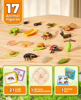JoyCat frog figures invite hands on study of life stages.