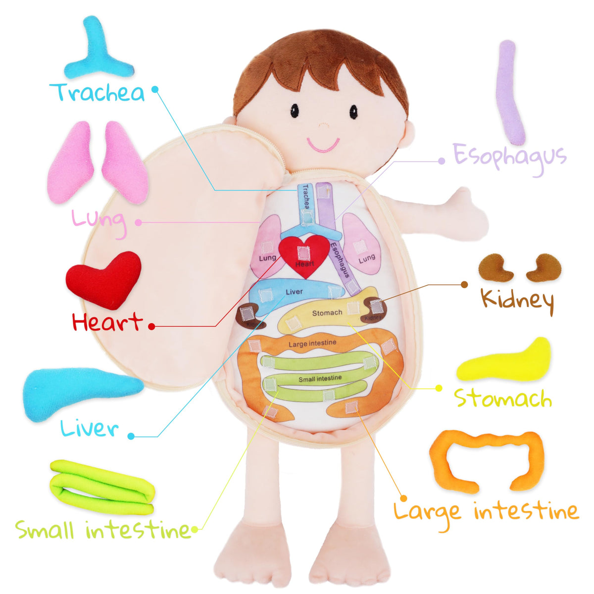June Garden Little Patient Lucas doll heart and lungs removable for tactile learning.