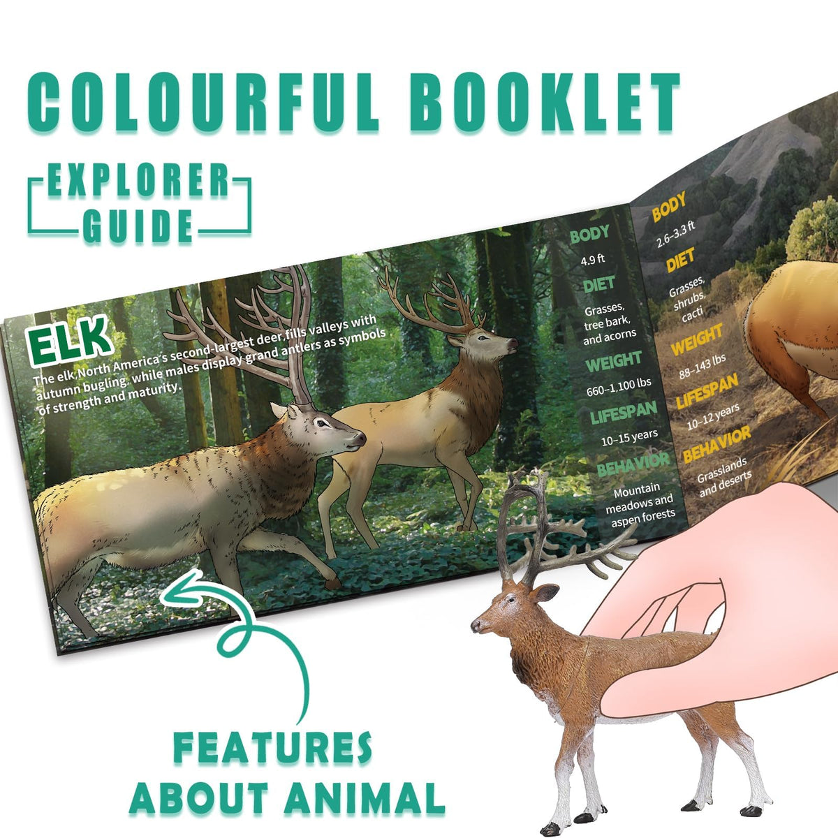 KarberDark Forest Animal Set with booklet supports early biology curiosity
