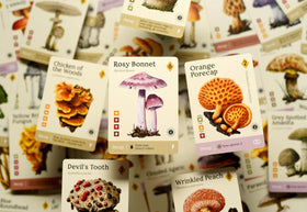 Mycelia botanical art enriches immersion with rich illustrations.