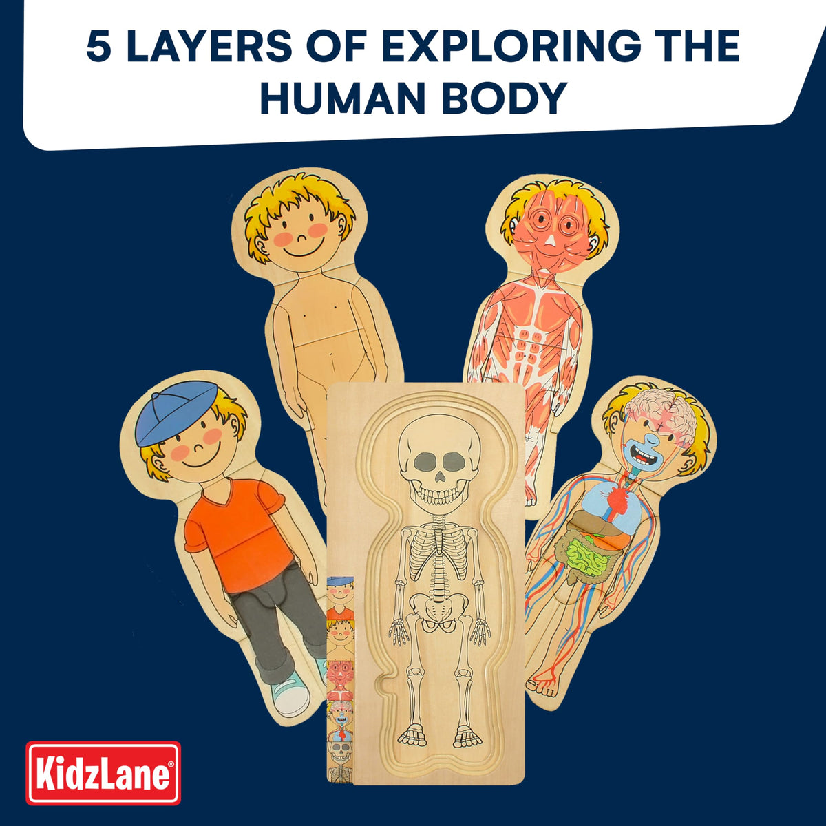 Kidzlane kids anatomy curiosity sparked by multi-layer puzzle exploration