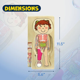 Kidzlane layered muscular system puzzle to explore muscles hands-on