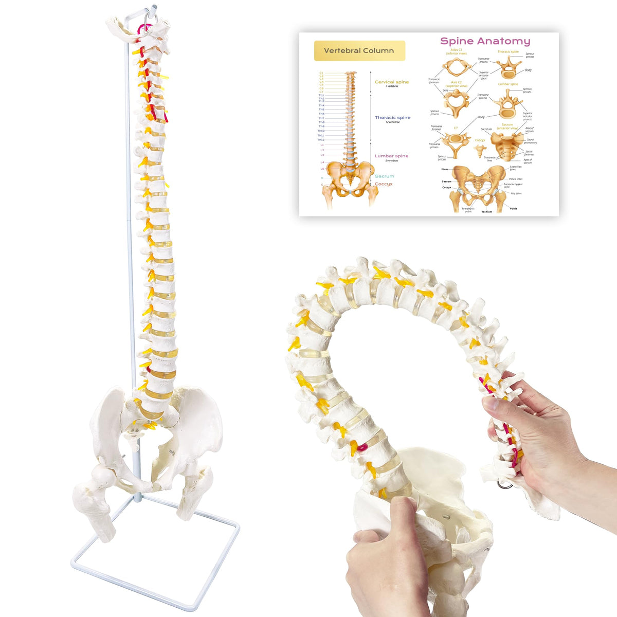 Koretech spine model 34.6 life-size vertebrae detail for anatomy study