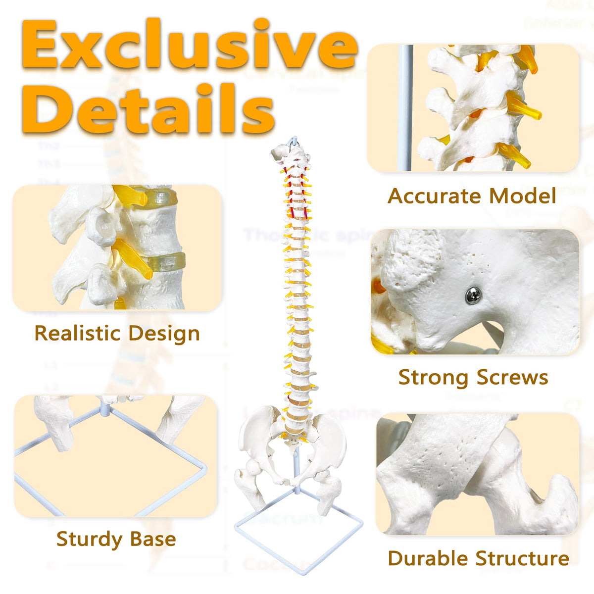 Koretech spine model 34.6 highlights nerve branches and arteries for reference