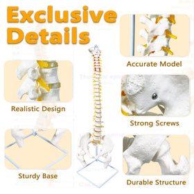 Koretech spine model 34.6 highlights nerve branches and arteries for reference