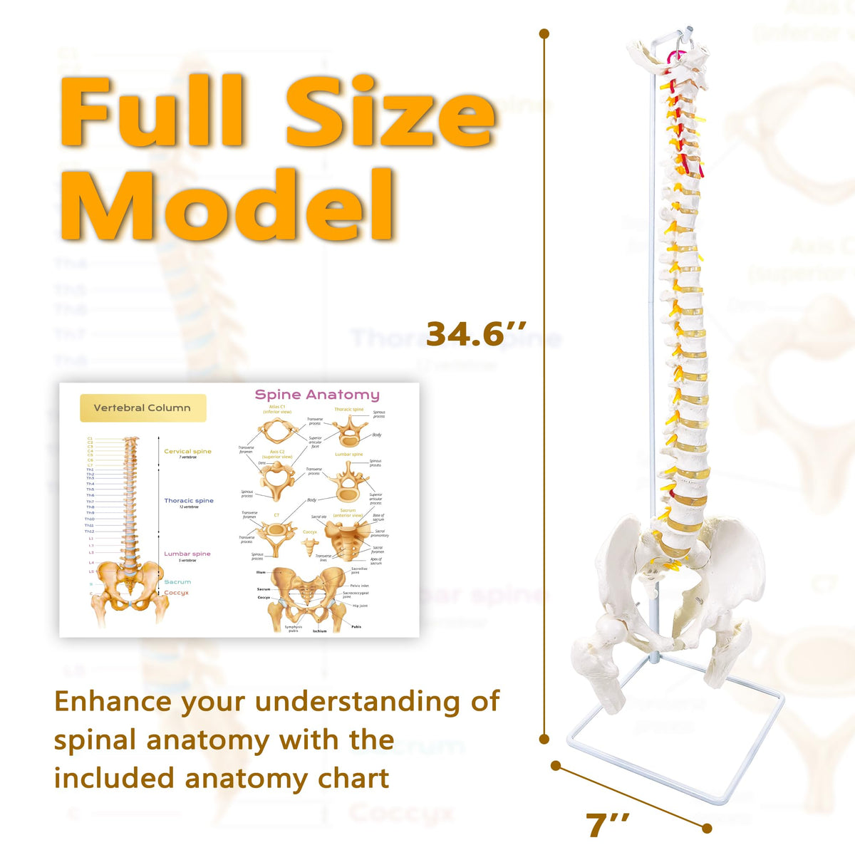 Koretech spine model 34.6 includes pelvis sacrum and occipital bones