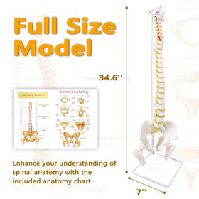 Koretech spine model 34.6 includes pelvis sacrum and occipital bones