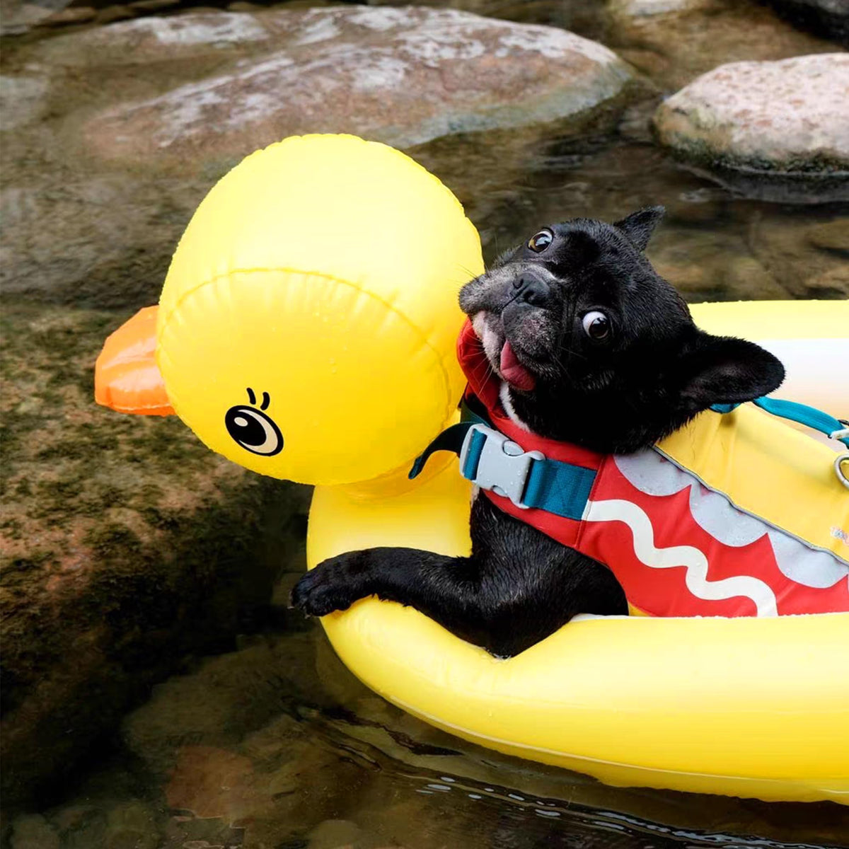 KUCDBUN dog pool float inflated for water playtime