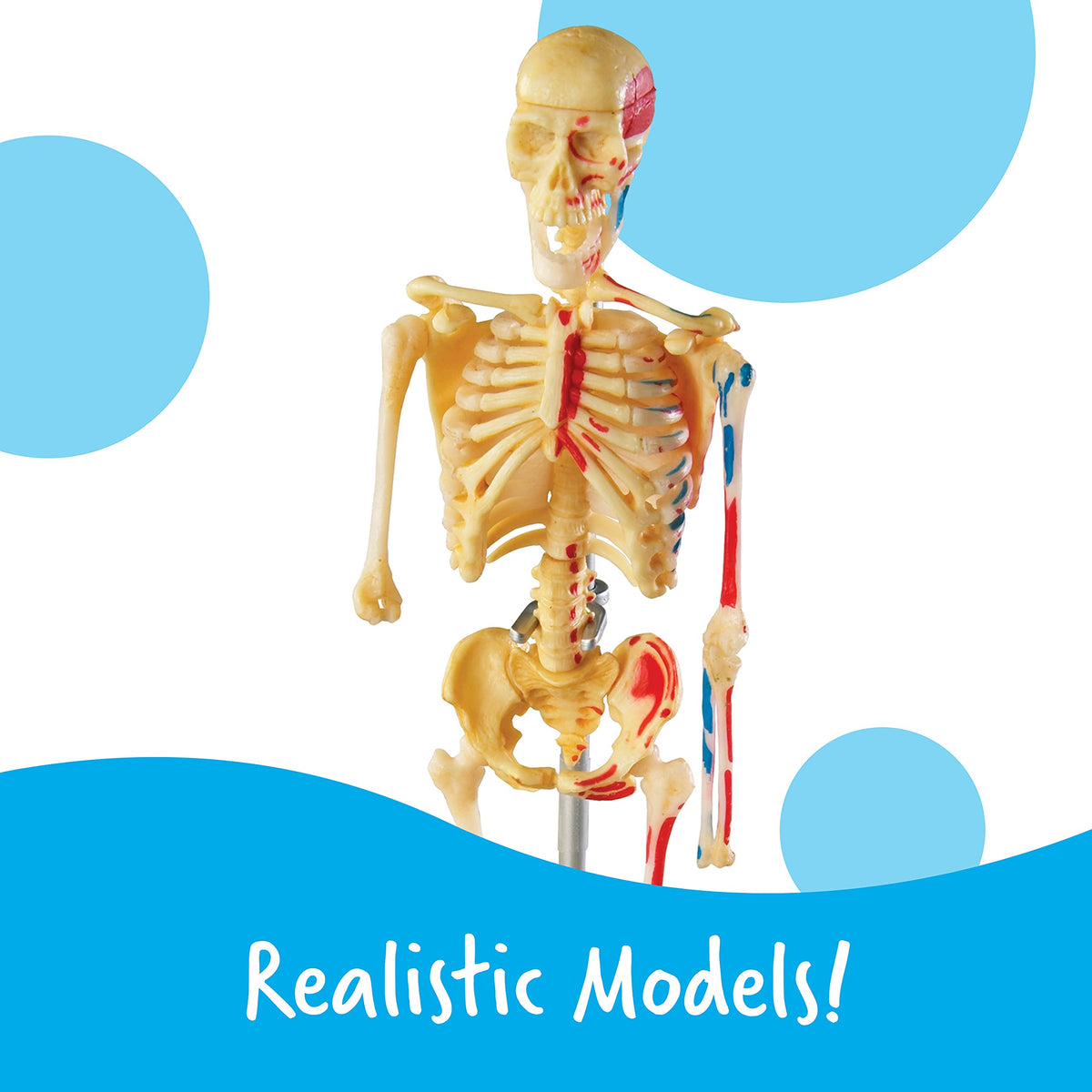 Learning Resources body model interactive aids hands-on learning of systemic relationships.