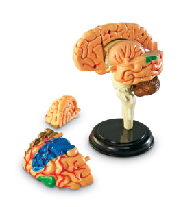 Learning Resources brain model assembly puzzle aids hands-on study sessions