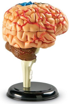 Learning Resources brain model color-coded regions aid visual learners