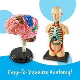 Learning Resources brain model detail supports interactive study of brain structure and function.