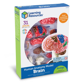 Learning Resources brain model hippocampus and corpus callosum pieces for deeper study
