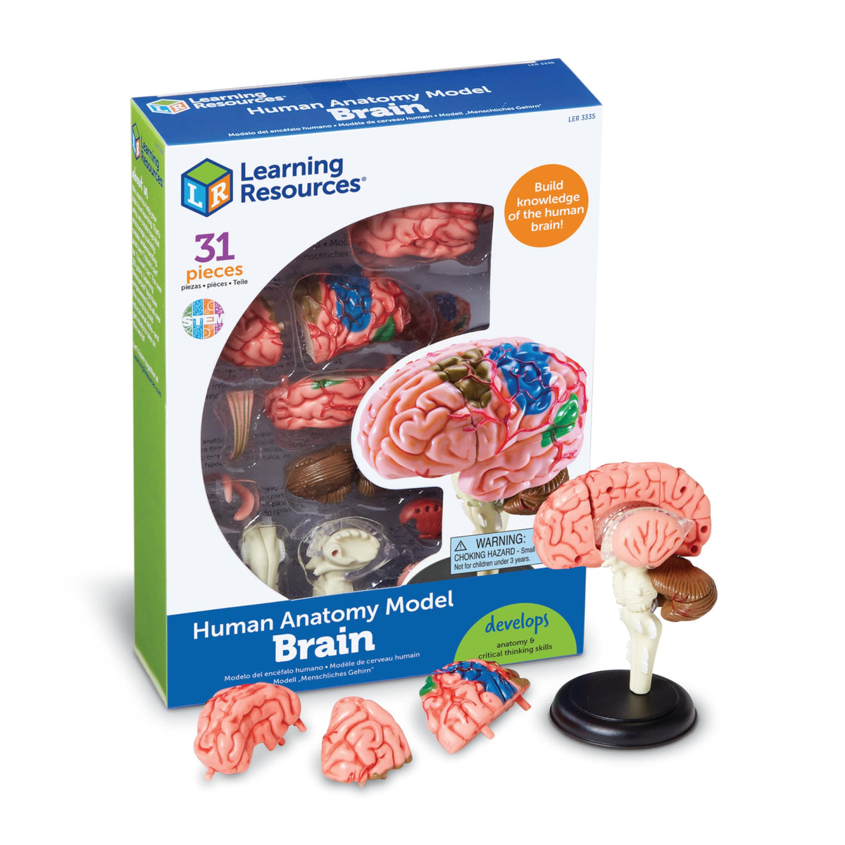 Learning Resources brain model on stand for classroom demonstration