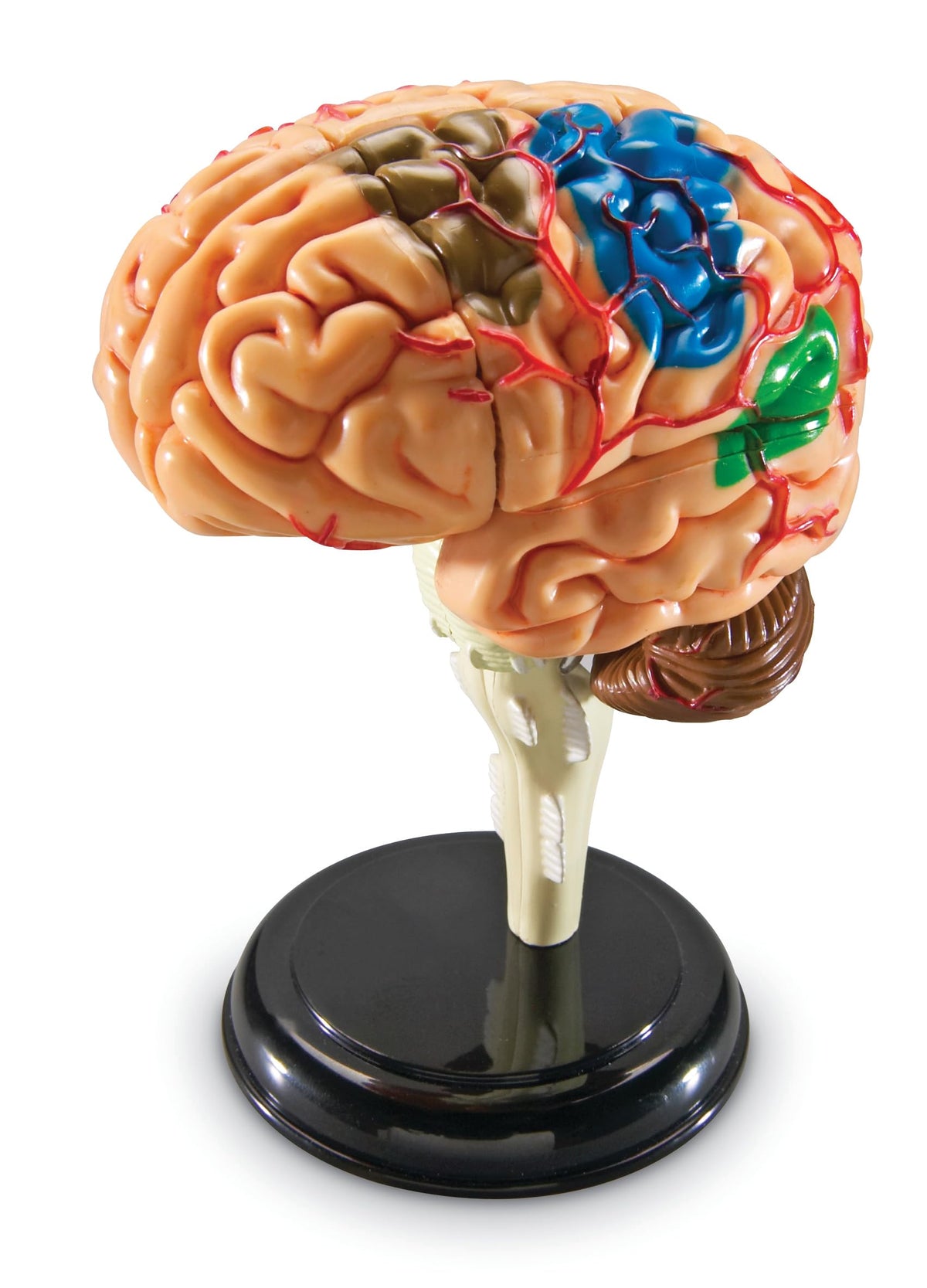 Learning Resources brain model ventricles detail supports neuroanatomy learning