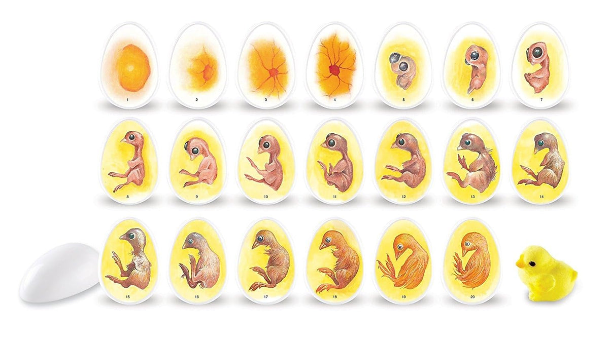 Learning Resources chick life cycle illustrations inside eggs for visual science learning.