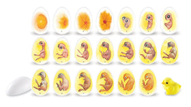 Learning Resources chick life cycle illustrations inside eggs for visual science learning.