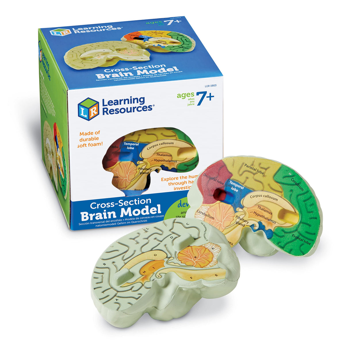 Learning Resources cross-section brain model close-up shows labeled sections for hands-on study