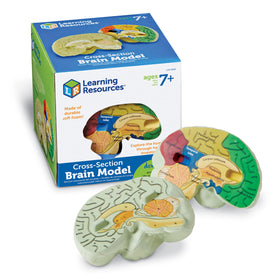Learning Resources cross-section brain model close-up shows labeled sections for hands-on study