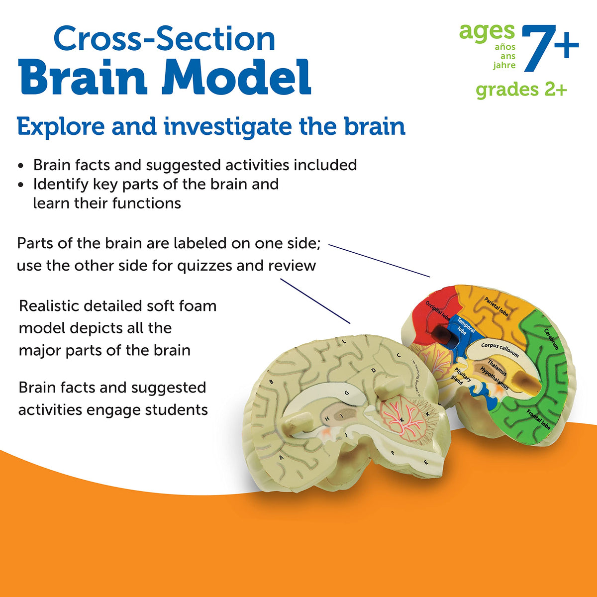Learning Resources activity guide included for guided brain exploration lessons