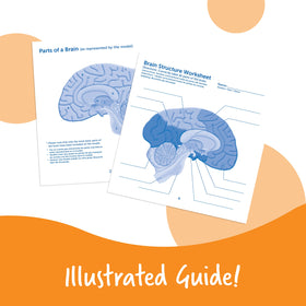 Learning Resources foam brain model durable and safe for repeated classroom use