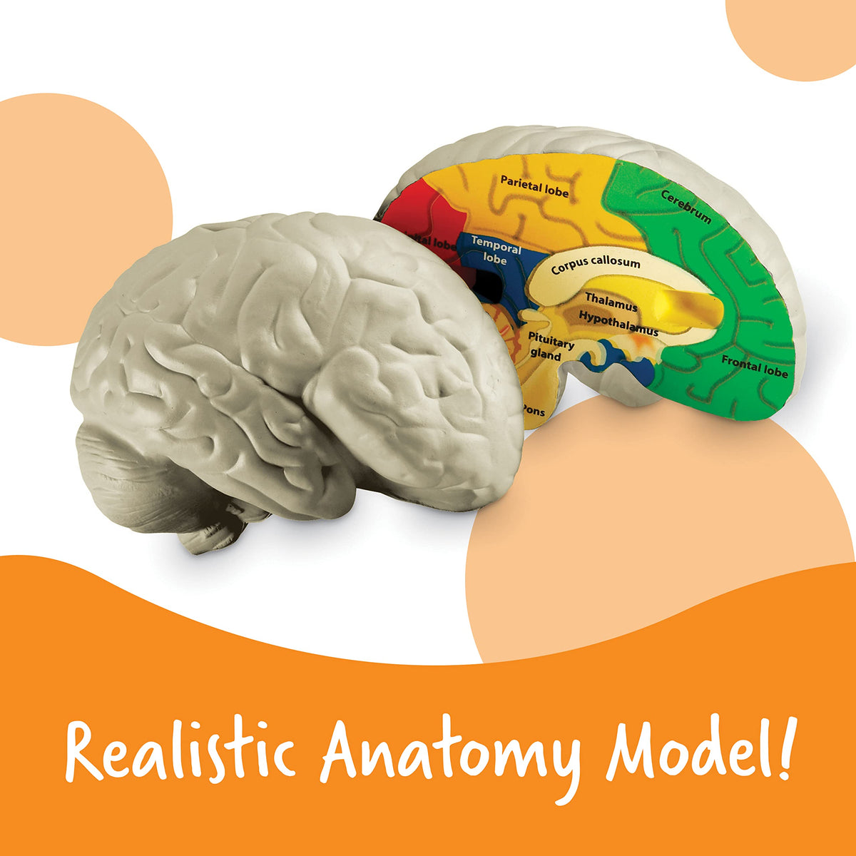 Learning Resources brain model frontal lobe detail ideal for classroom demonstrations