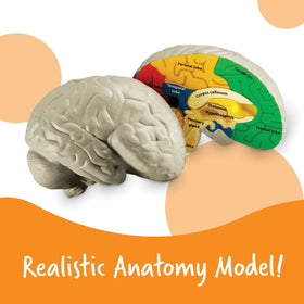 Learning Resources brain model frontal lobe detail ideal for classroom demonstrations