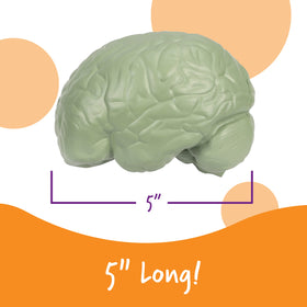 Learning Resources labeled cross-sections highlight brain parts for interactive learning