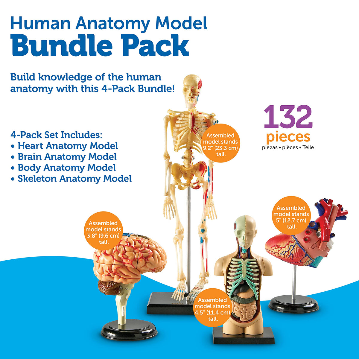 Learning Resources display stand set ensures stable presentation of completed models.
