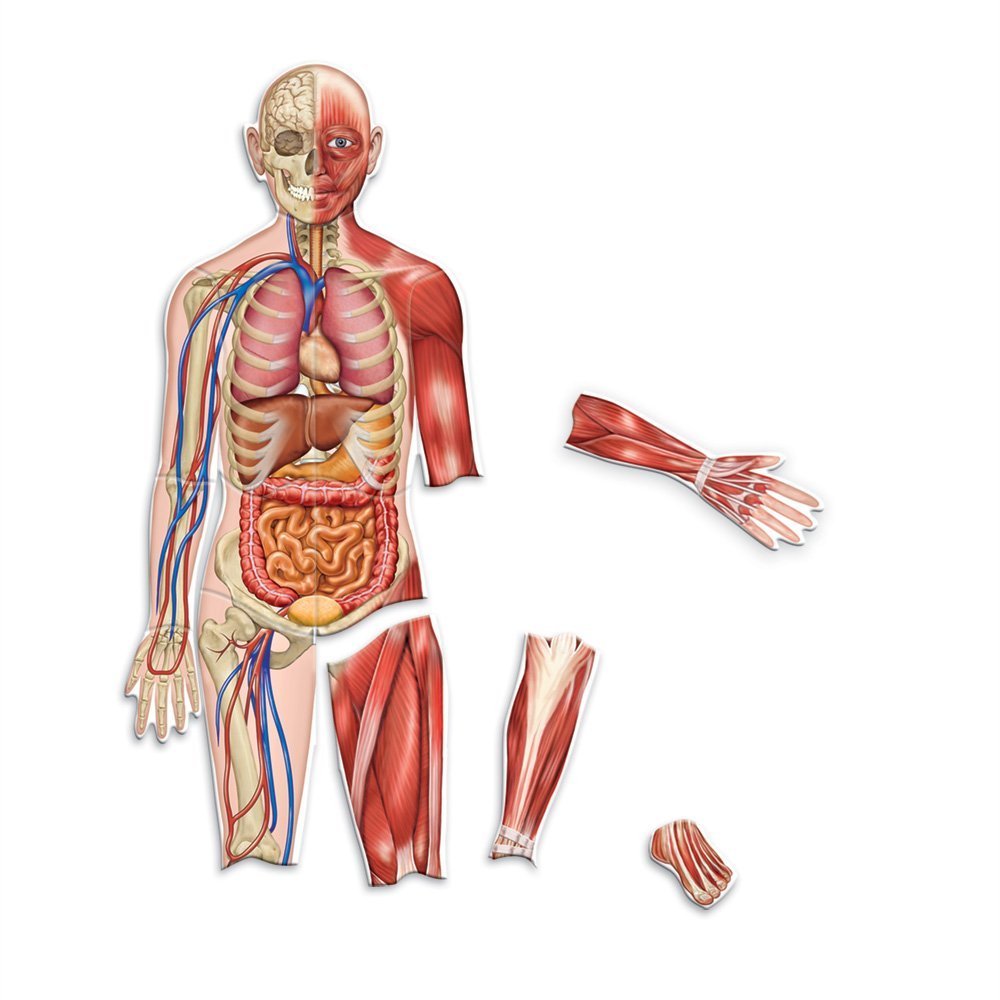 Learning Resources double-sided magnetic human body assembly with labeled anatomy for hands-on learning.