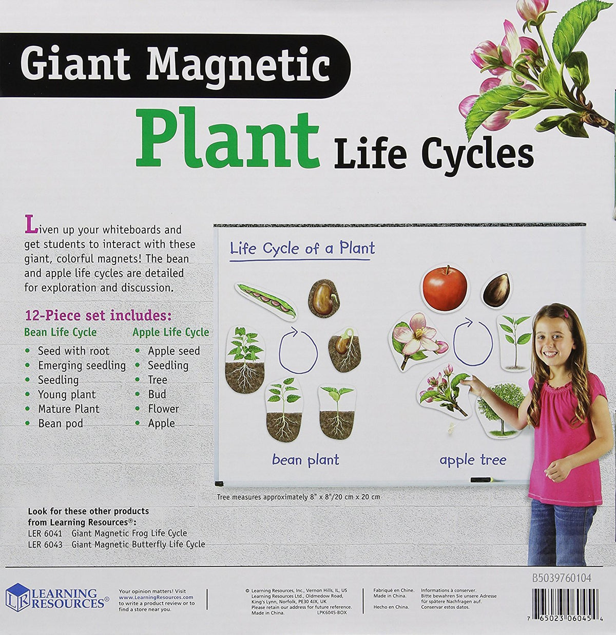 Learning Resources giant magnetic plant life cycle apple tree sequence enhances observation and discussion