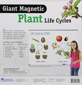 Learning Resources giant magnetic plant life cycle apple tree sequence enhances observation and discussion