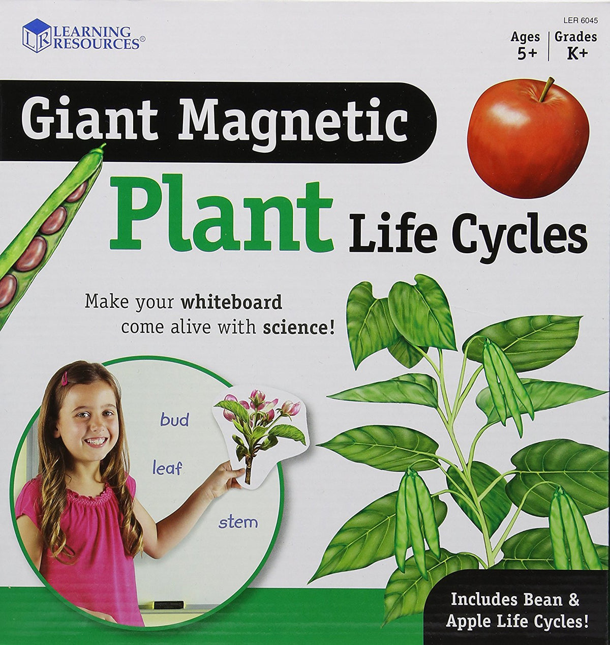 Learning Resources giant magnetic plant life cycle bean sequence for hands-on learning