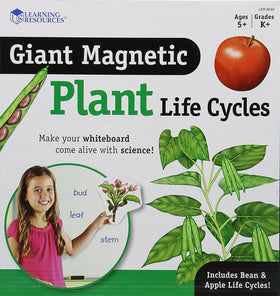 Learning Resources giant magnetic plant life cycle bean sequence for hands-on learning