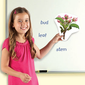 Learning Resources giant magnetic plant life cycle classroom display supports group instruction