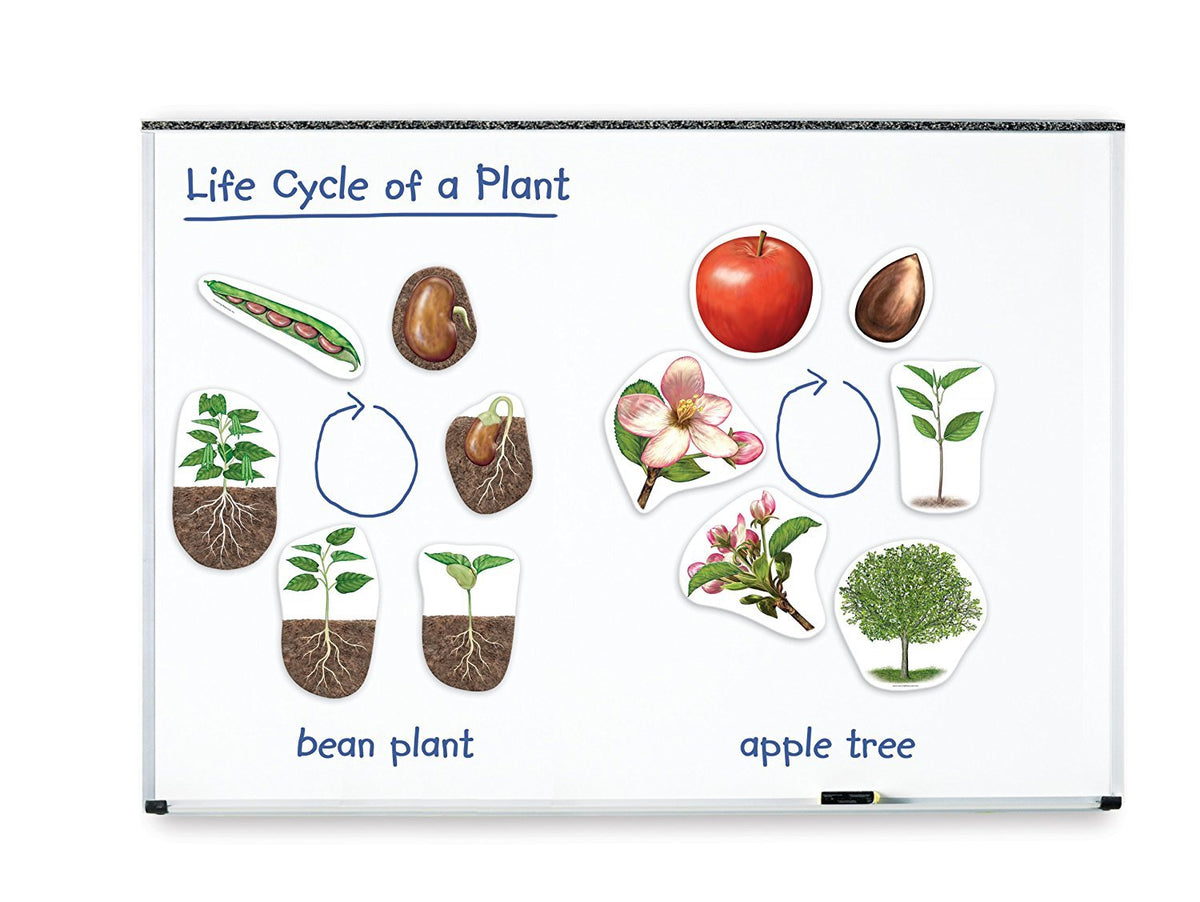 Learning Resources giant magnetic plant life cycle Montessori activity promotes independent exploration