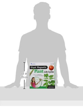 Learning Resources giant magnetic plant life cycle STEM vocabulary boost during lessons