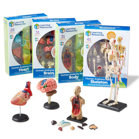 Learning Resources heart model assembly enables hands-on anatomy exploration in classroom settings.