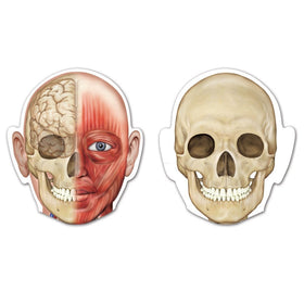 Learning Resources magnetic body skeletal framework for classroom demonstrations and group learning.