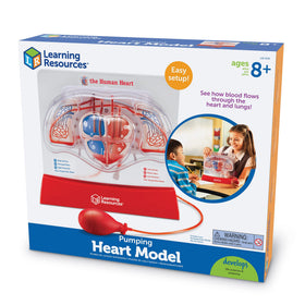 Learning Resources Pumping Heart Model with activity guide for structured lessons
