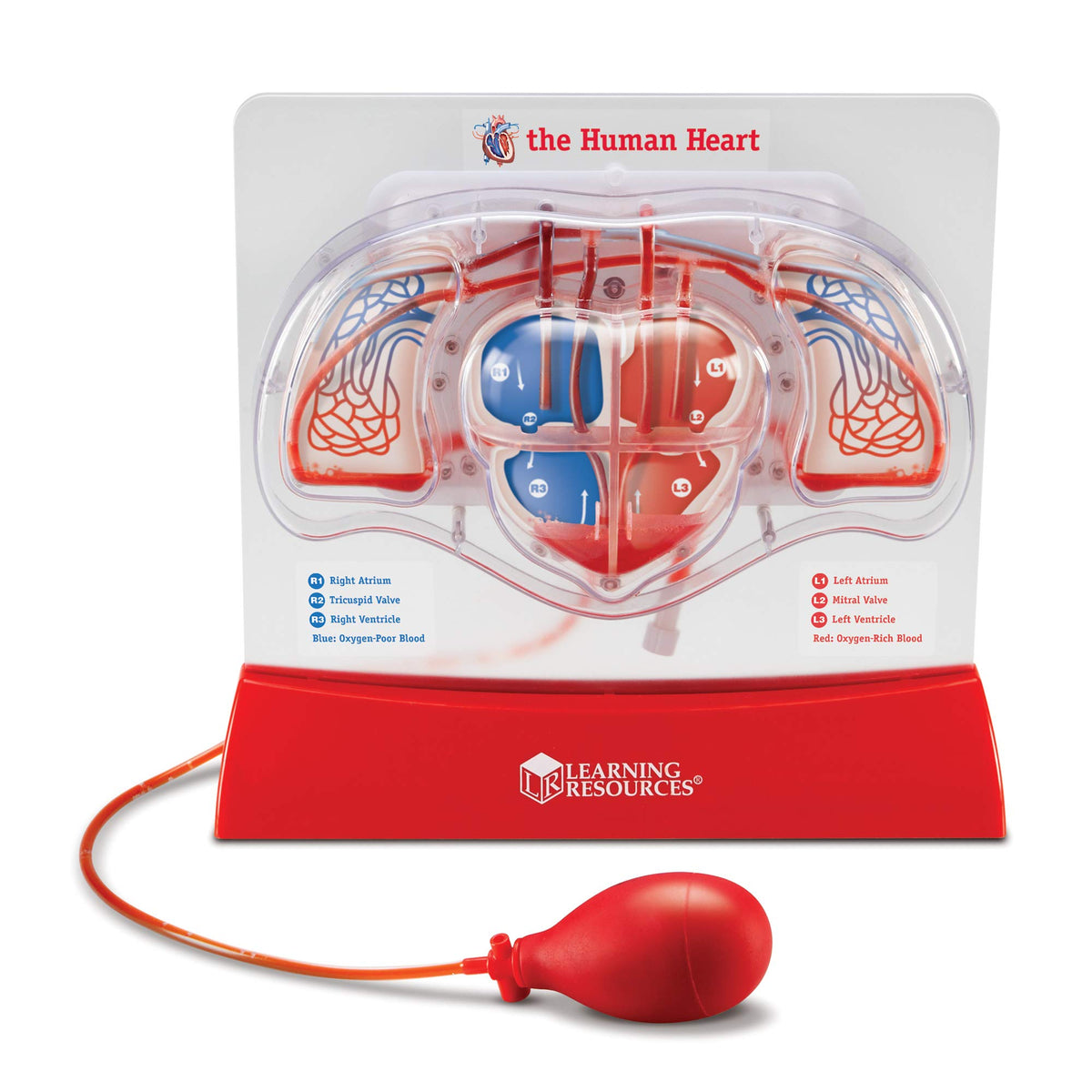 Learning Resources Pumping Heart Model shows clear heart chambers for anatomy study