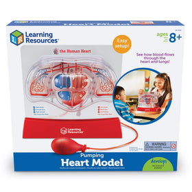 Learning Resources Pumping Heart Model transparent flow through arteries and veins