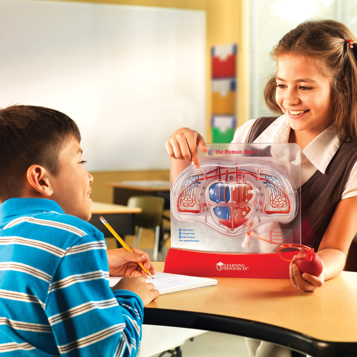 Learning Resources Pumping Heart Model hand pump demonstrates circulation in action