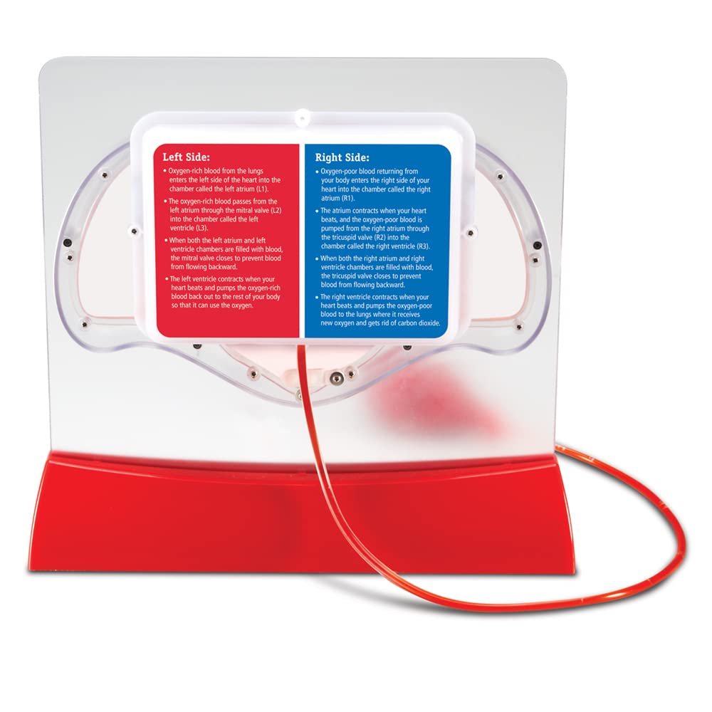 Learning Resources Pumping Heart Model red dye packets vivid blood flow visualization