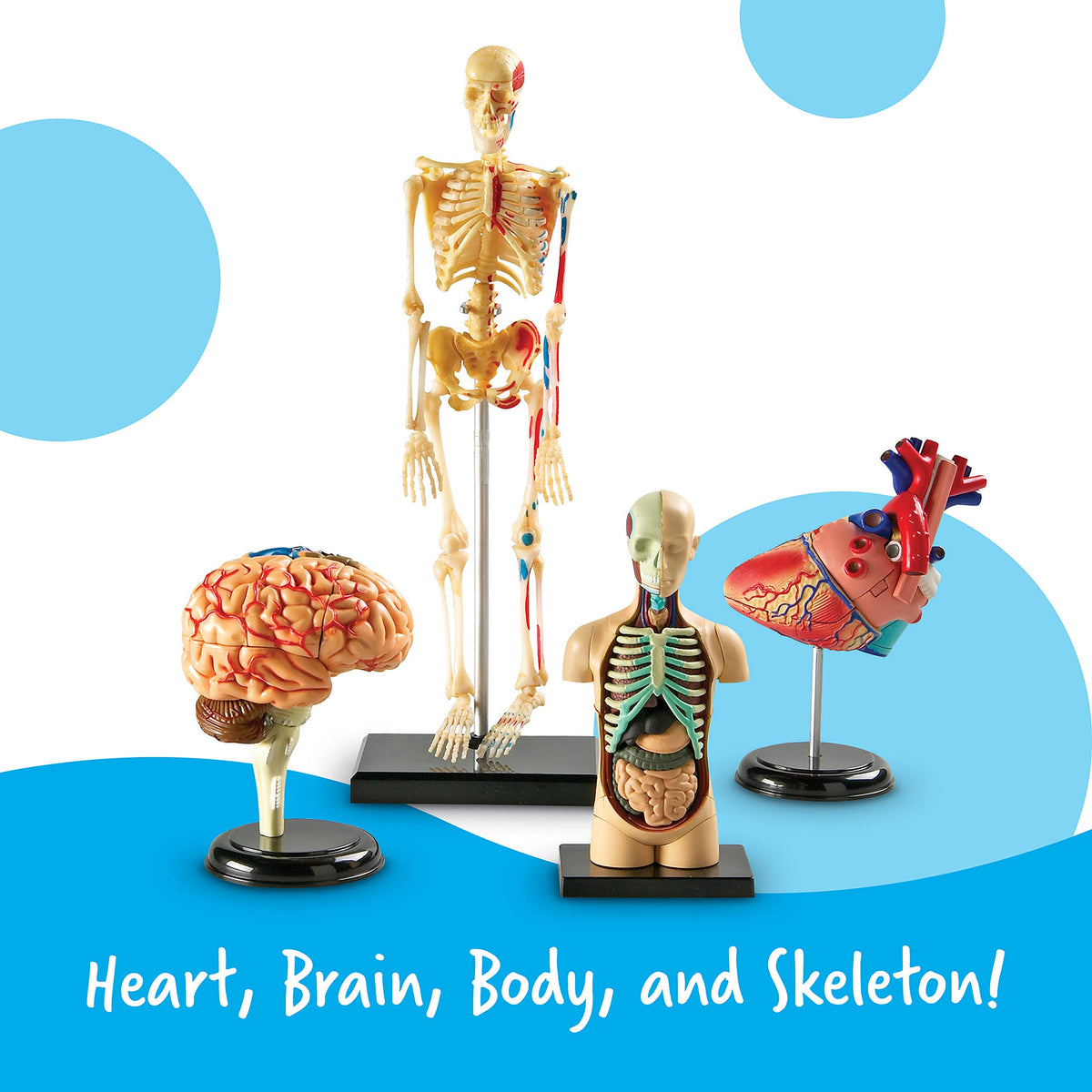 Learning Resources skeleton model assembly guides exploration of joints and movement.