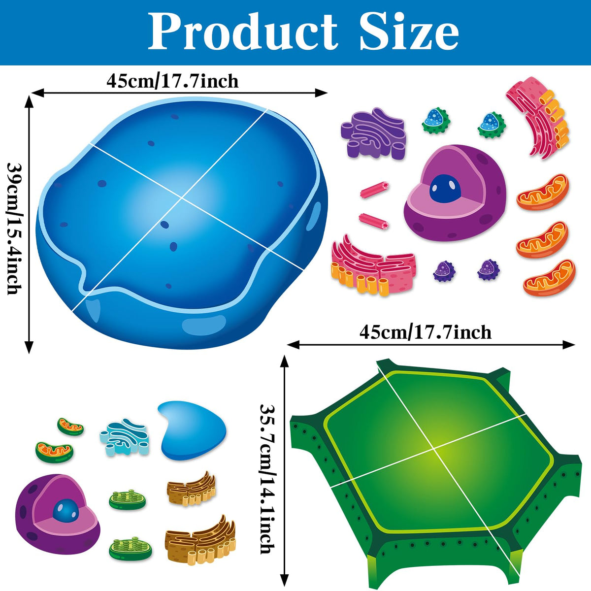 Lonfliness animal cell magnets detailed pieces for hands-on classroom demonstrations.