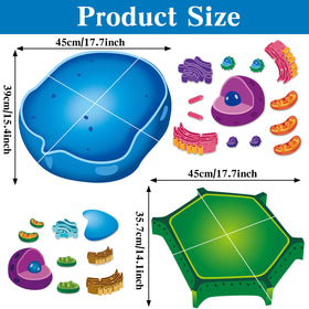 Lonfliness animal cell magnets detailed pieces for hands-on classroom demonstrations.