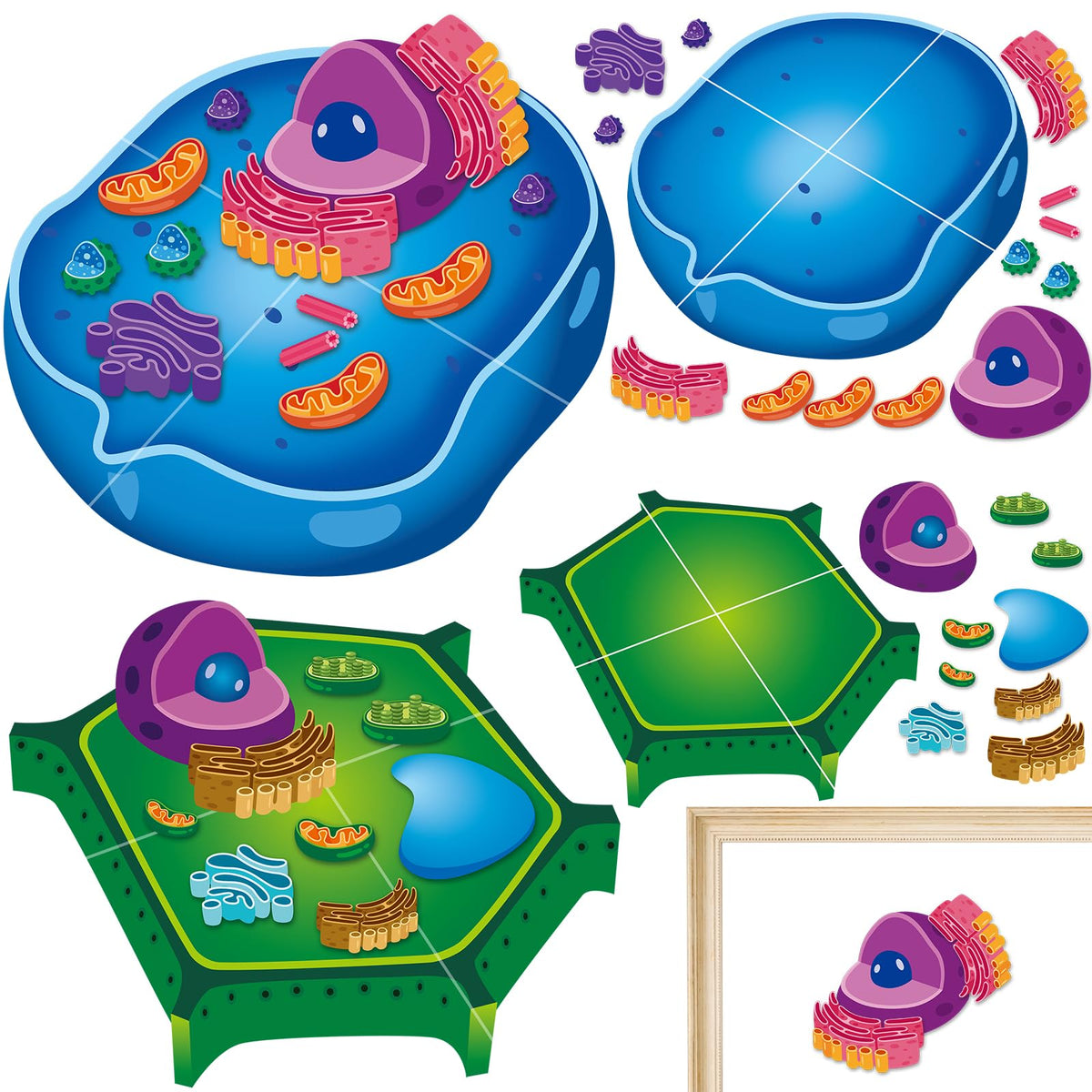 Lonfliness cell model 2-set base magnets enable interactive biology learning.
