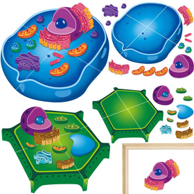 Lonfliness cell model 2-set base magnets enable interactive biology learning.