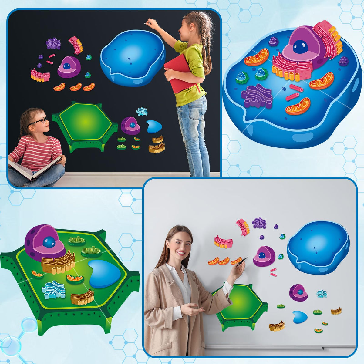 Lonfliness classroom decor biology-themed decor supports engaging science spaces.
